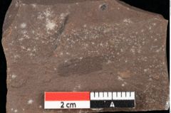 Foto (Detailansicht) von Graminea ? sp.  (NHMW-GEO-2024-0188-0391)